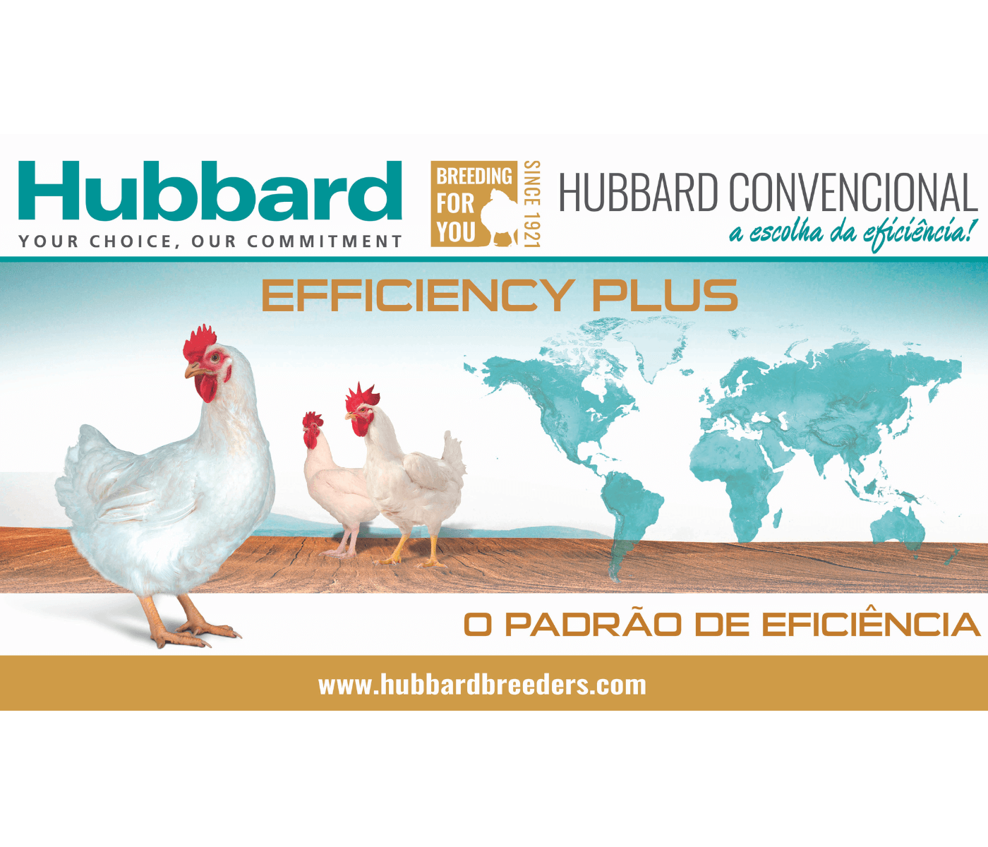Aviagen investe R$ 50 milhões para garantir o fornecimento de aves Hubbard na América Latina