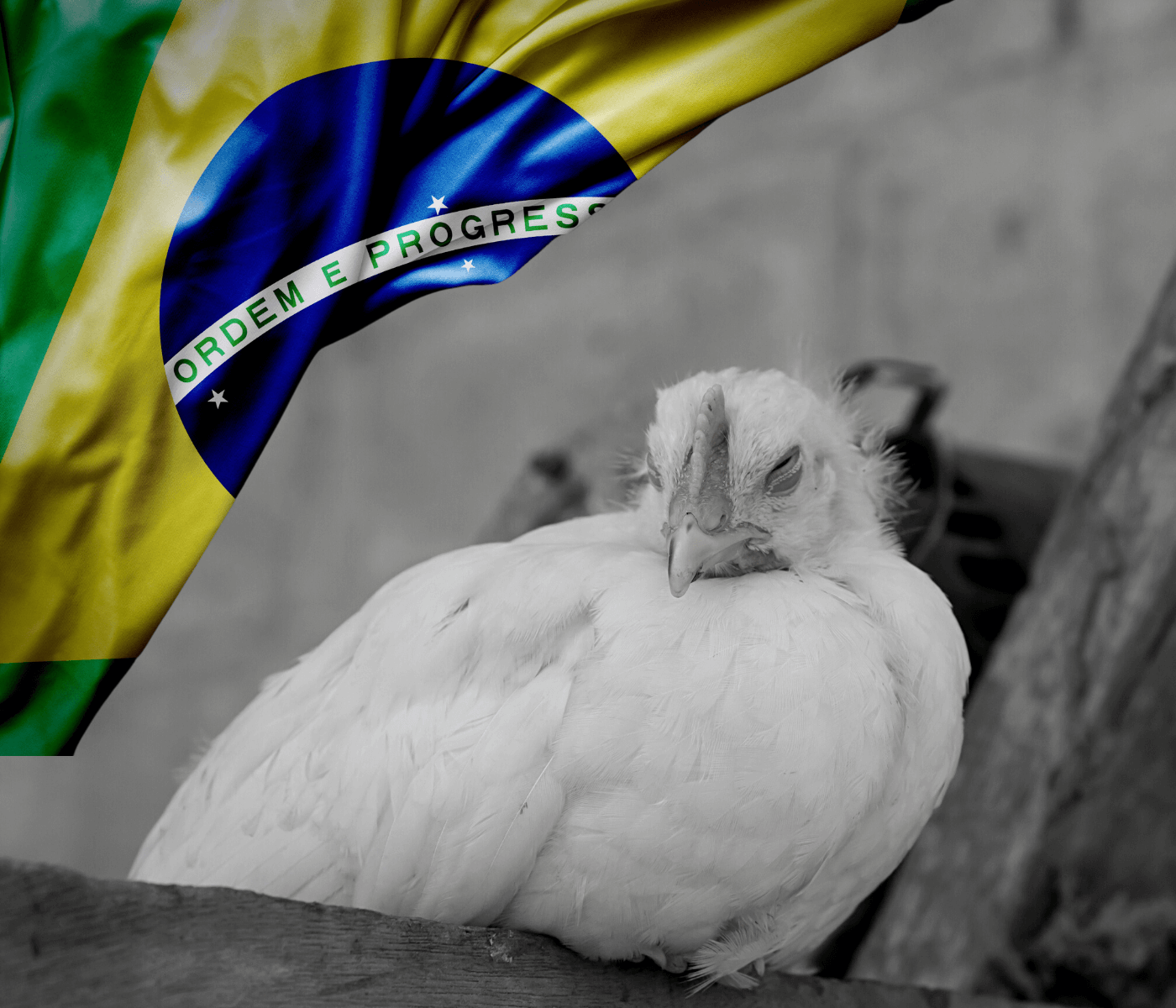 Brasil acaba se favorecendo com surtos de gripe aviária