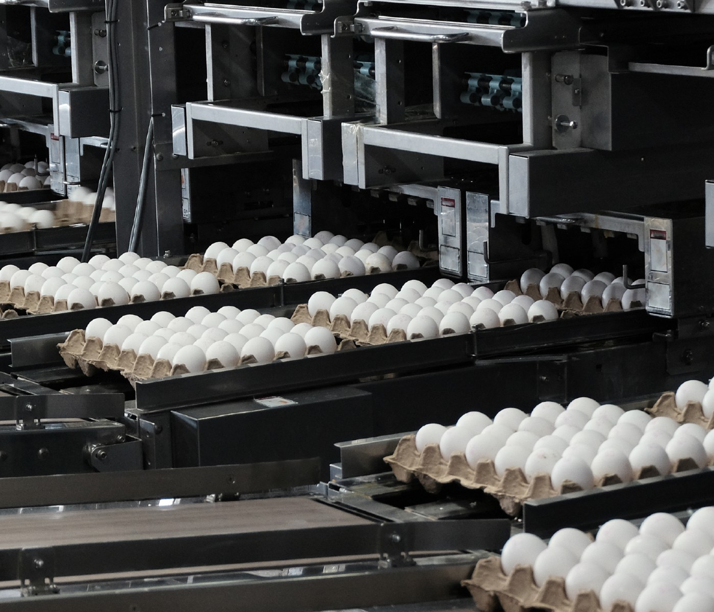 Industria del huevo en Chile: ¡Continúa avanzando prácticas productivas más sostenibles!