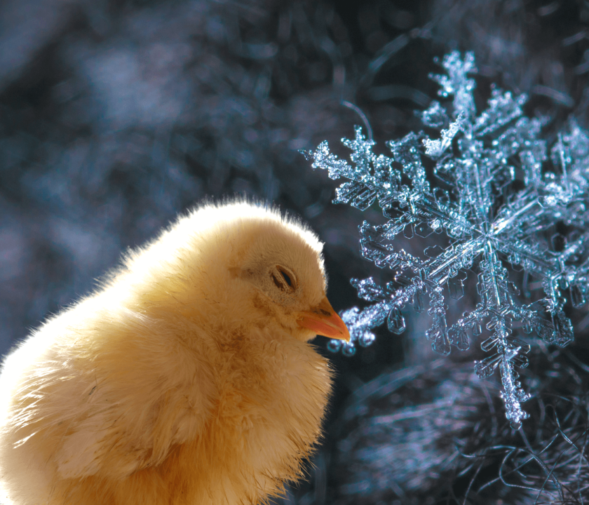 Cobb destaca manejo de frangos de corte em dias frios