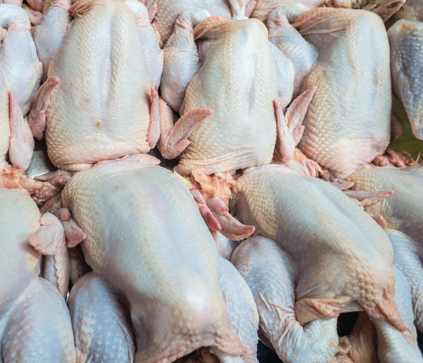 Exportações de frango do brasil devem aumentar em 2022, diz USDA