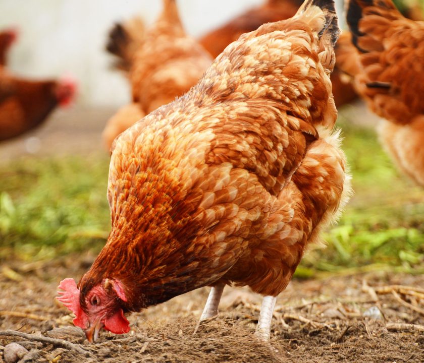 La Comunidad Valenciana recibe ayudas para la avicultura de precisión y sistemas de bioseguridad