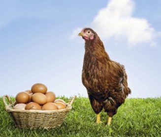 Herramienta para mejorar productividad en ponedoras: Caracterización de la mortalidad