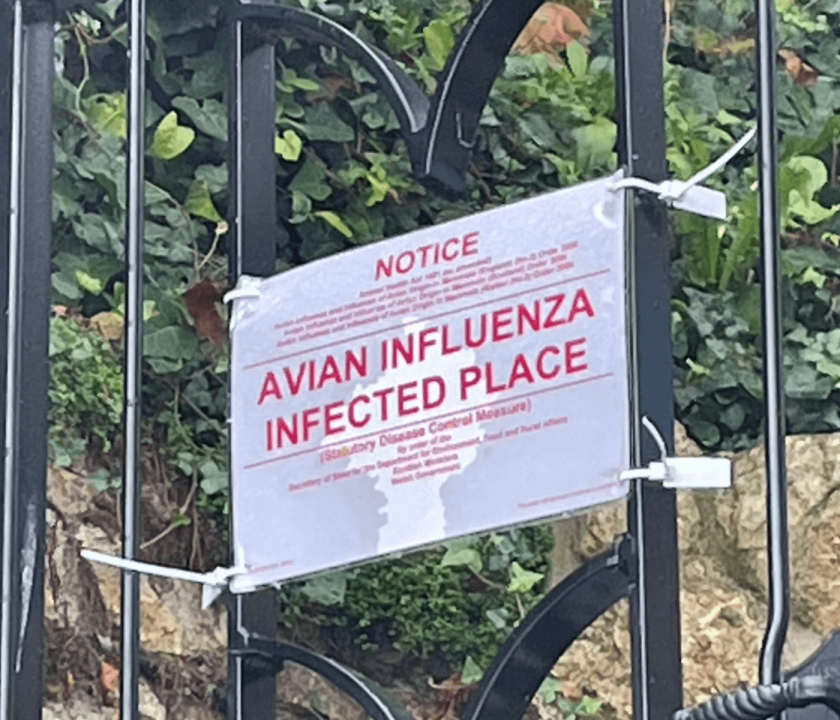 Grã-Bretanha declara zona de prevenção a gripe aviária