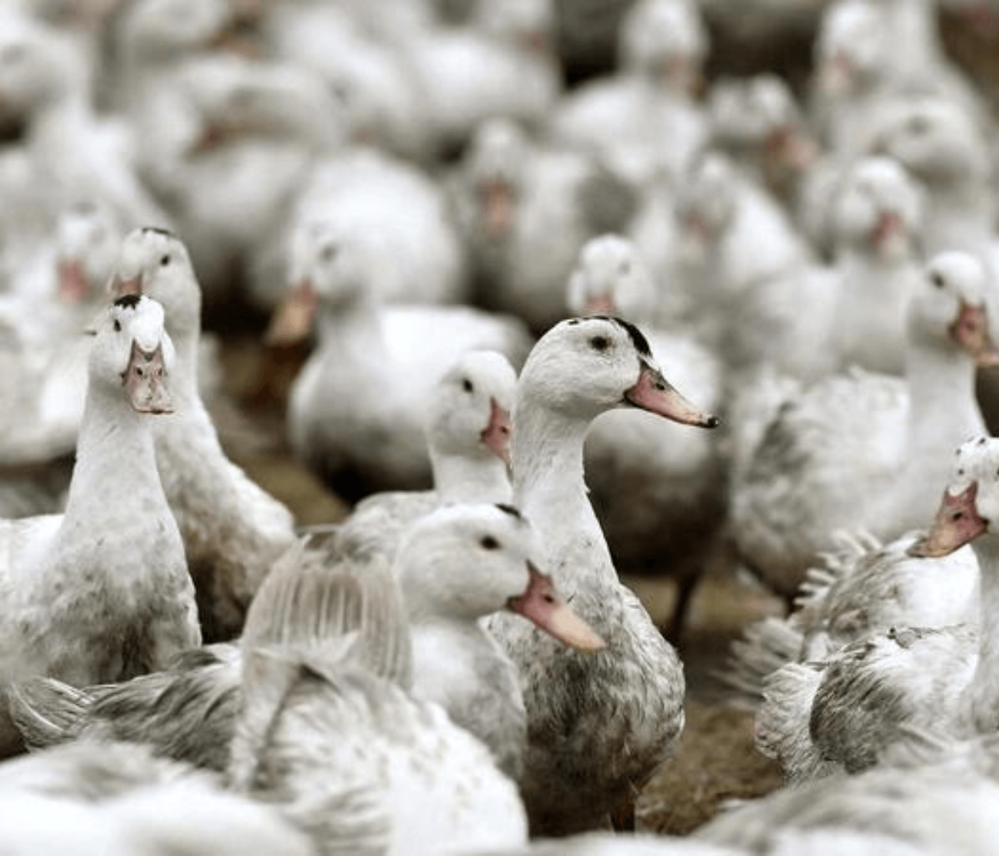 ECDC alerta que epidemia de gripe aviária é a maior na Europa
