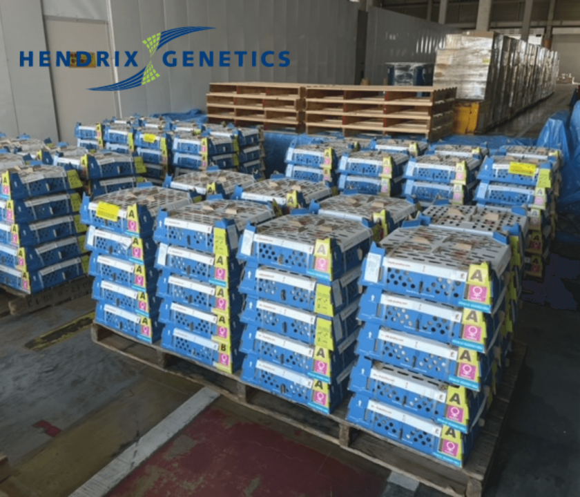 Hendrix Genetics é pioneira na exportação de pintainhos ao Japão