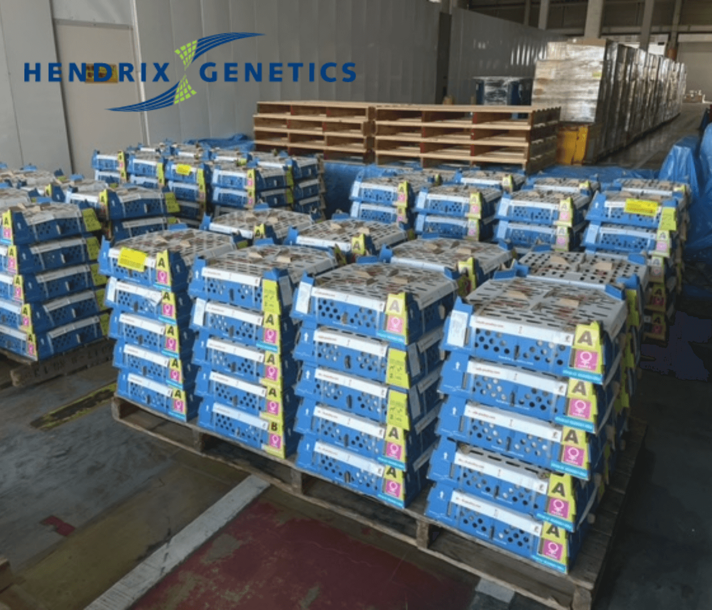 Hendrix Genetics afirma o protagonismo da sua genética, sendo pioneira...