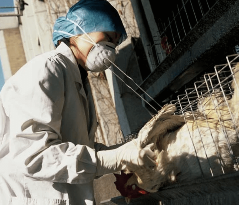 México relata primeiro caso de influenza aviária H5N1