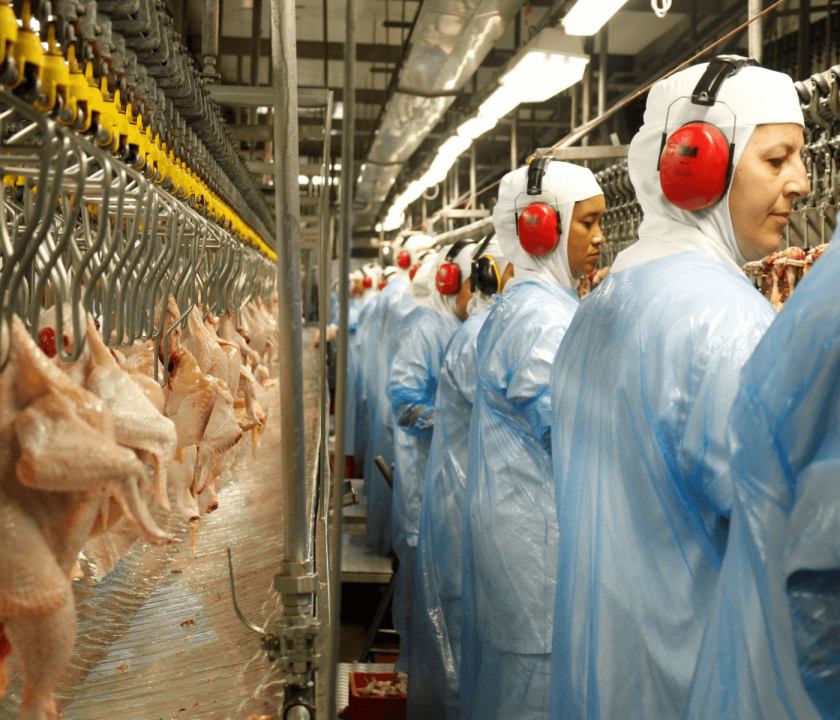 Oriente Médio recebe 60% da carne de frango de empresa paranaense