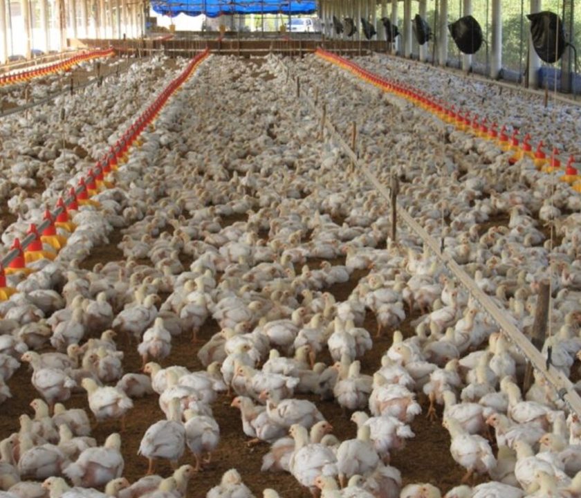 Panamá prevención ingreso influenza aviar H5N1