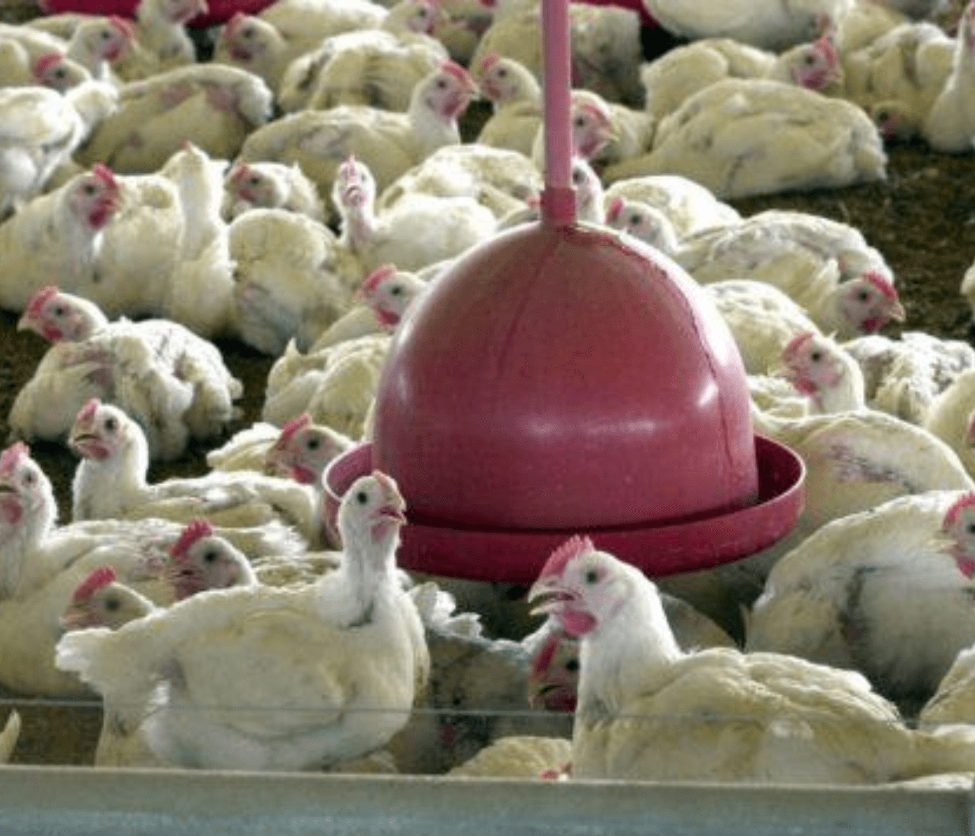 Surto de gripe aviária mata mais de 47 milhões de aves