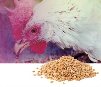 Iamgen Revista Accumulation and elimination of mycotoxins in poultry