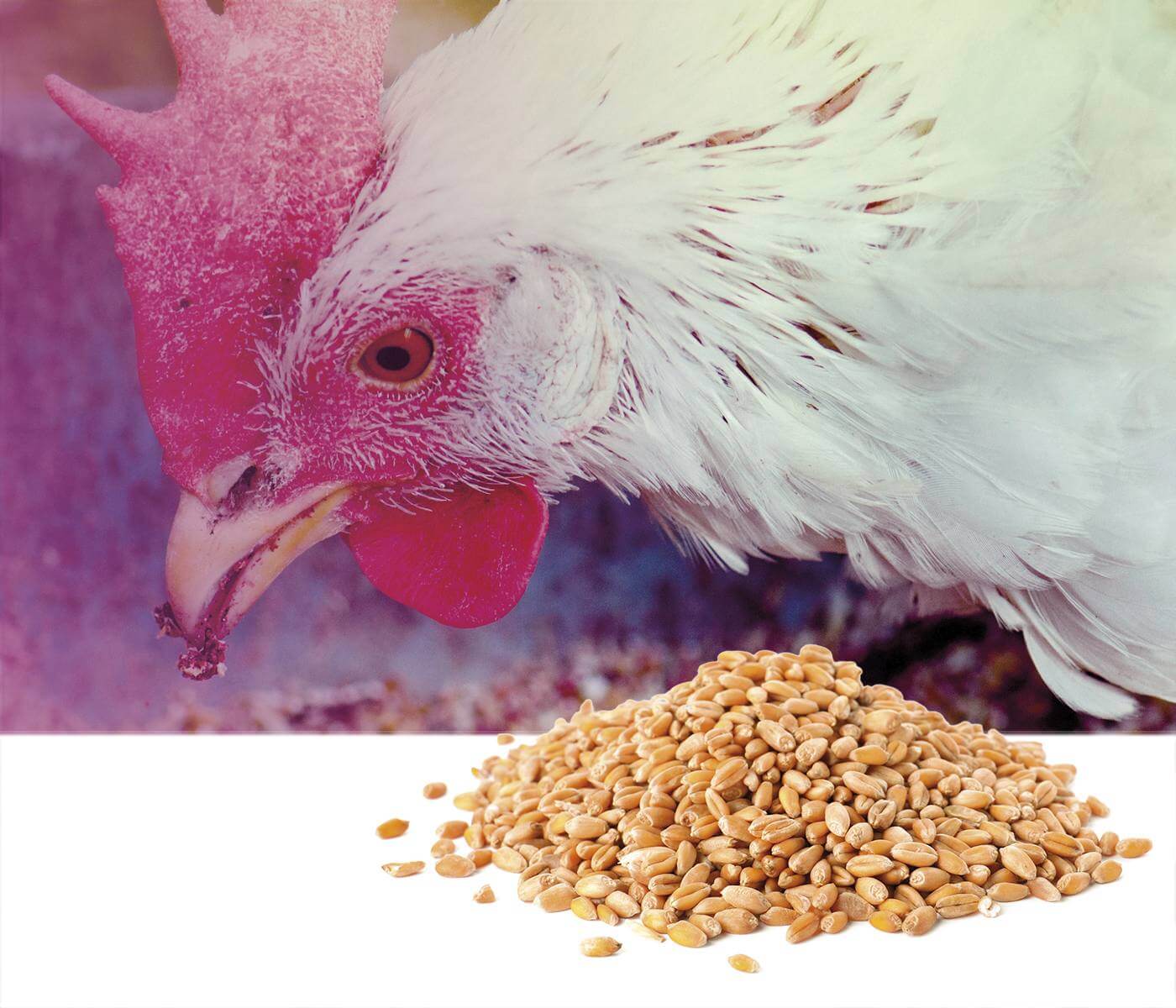 Accumulation and elimination of mycotoxins in poultry