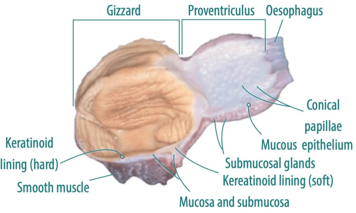 Gizzard and proventriculus as a health marker