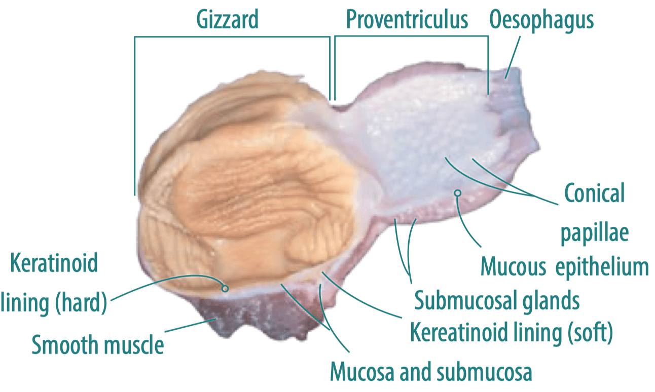 Gizzard And Proventriculus As A Health Marker