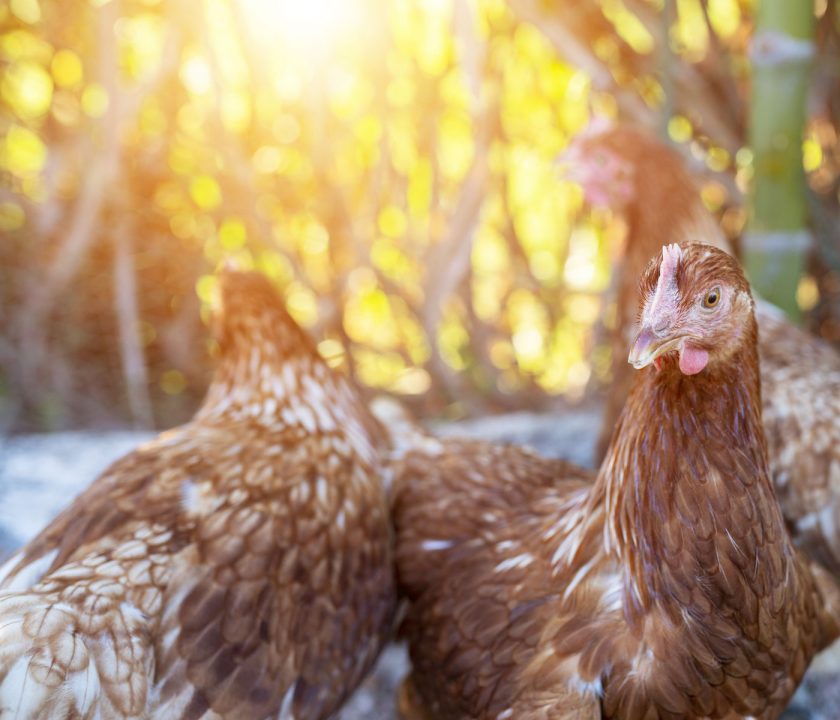 positivo en gripe aviar