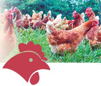 Iamgen Revista Caged and cage-free laying hens