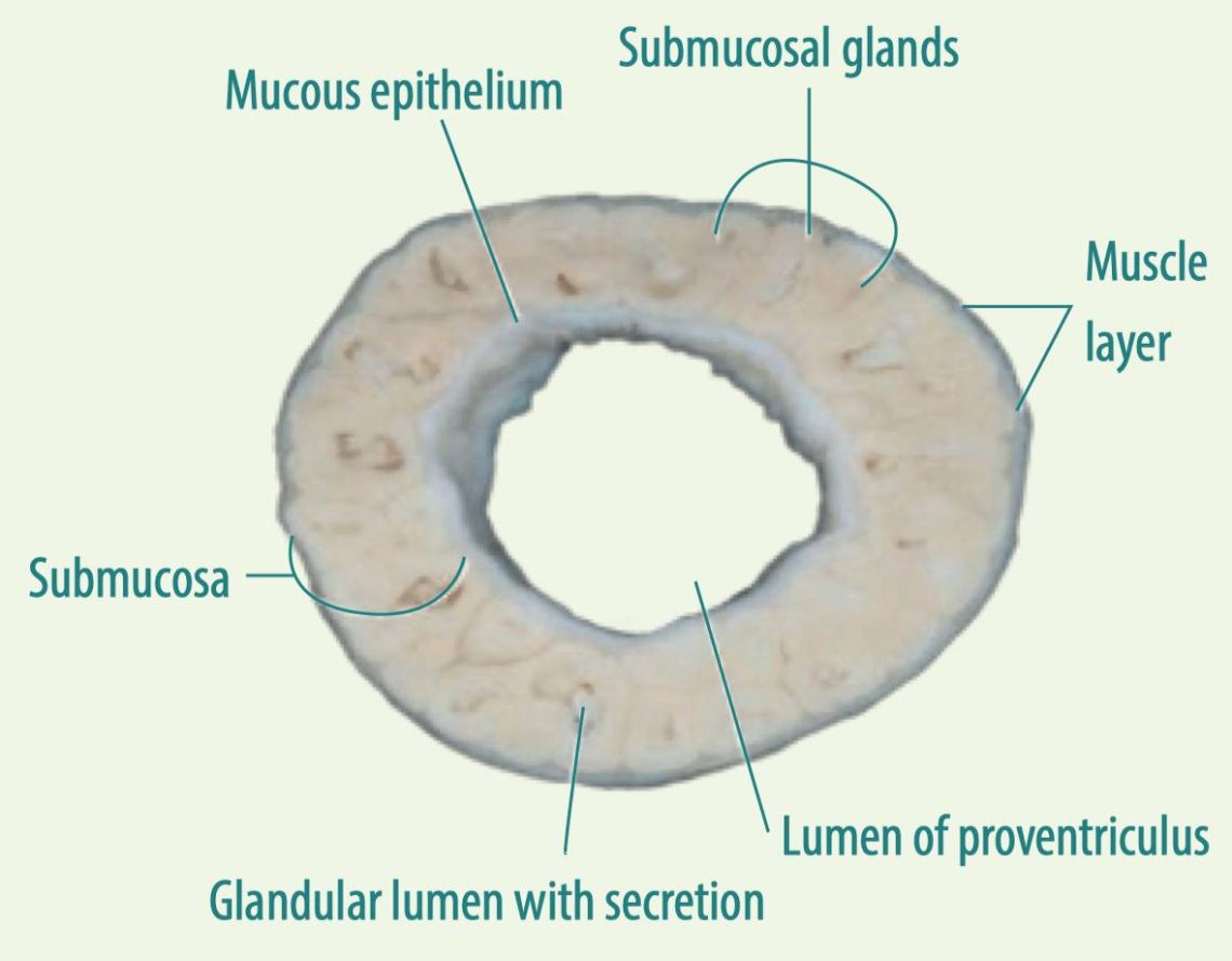 Gizzard And Proventriculus As A Health Marker