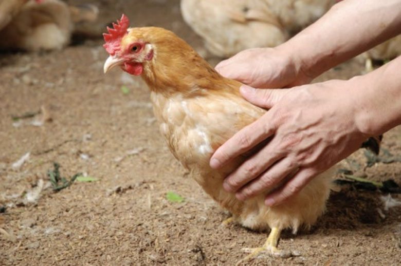 caza de gallinas, vital el control ambiental