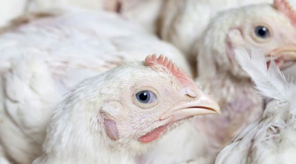 pollos tratados con ACTI-FARM