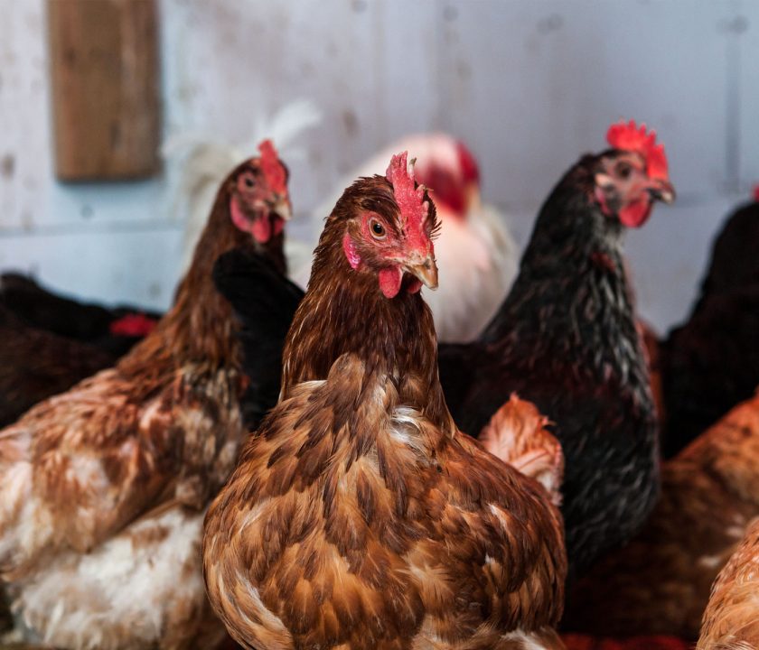 Gripe aviar en España