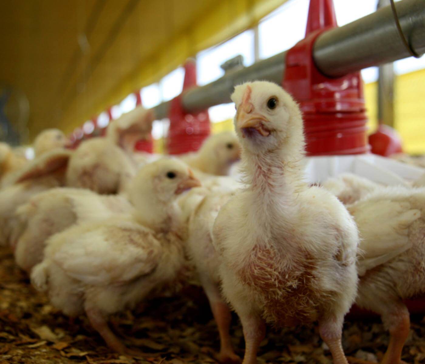 How is global chicken production forecast for 2023?