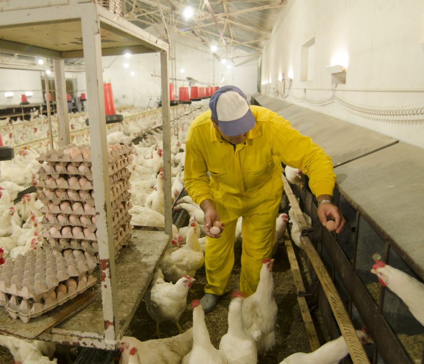 Autoridades sanitarias de Países Bajos sacrifican 300.000 pollos