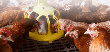 feeding hens high performance layer nutrition