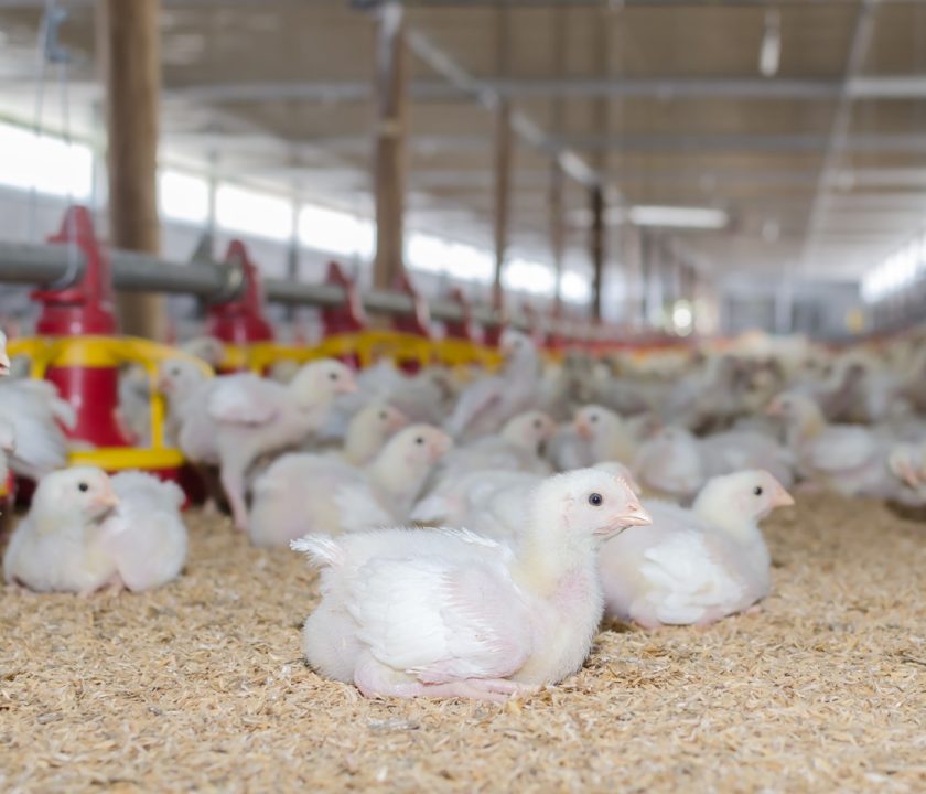 industria avicola mexicana crecimiento constante 2022
