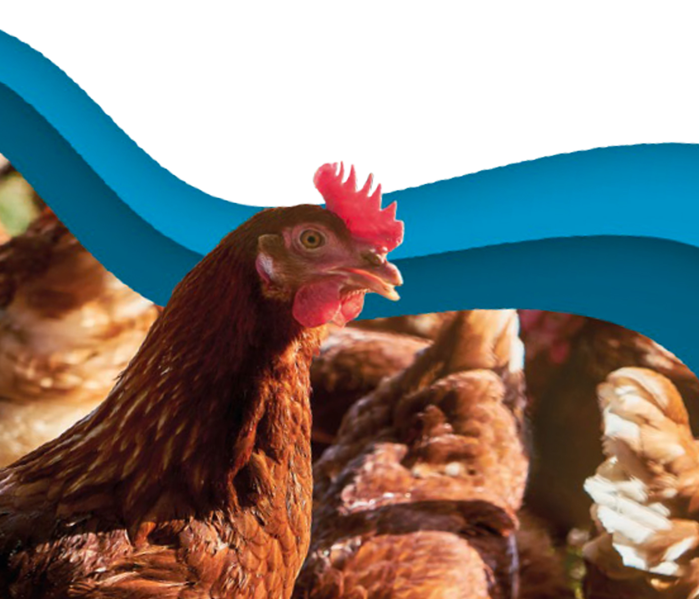 Inmunidad en gallinas ponedoras de más de 65 semanas de vida
