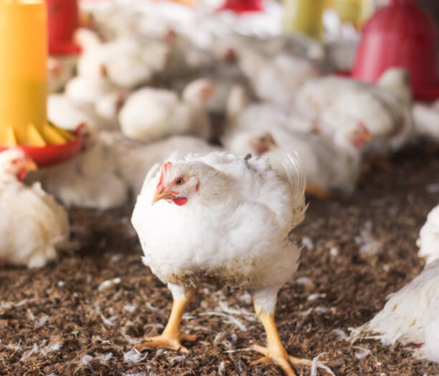 Malaysia gradually lifted the live chicken export ban