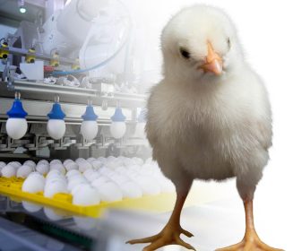 Iamgen Revista Solutions for ending male chick culling in Germany