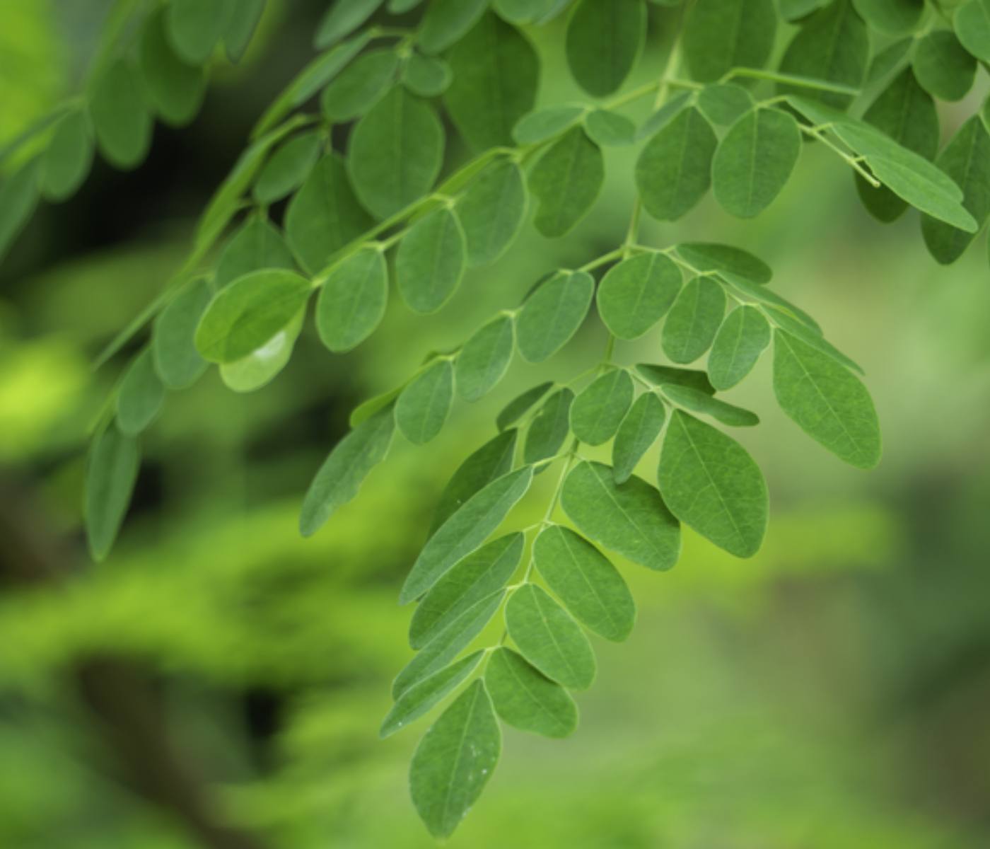 Beneficial effects of Moringa leaves for poultry diets