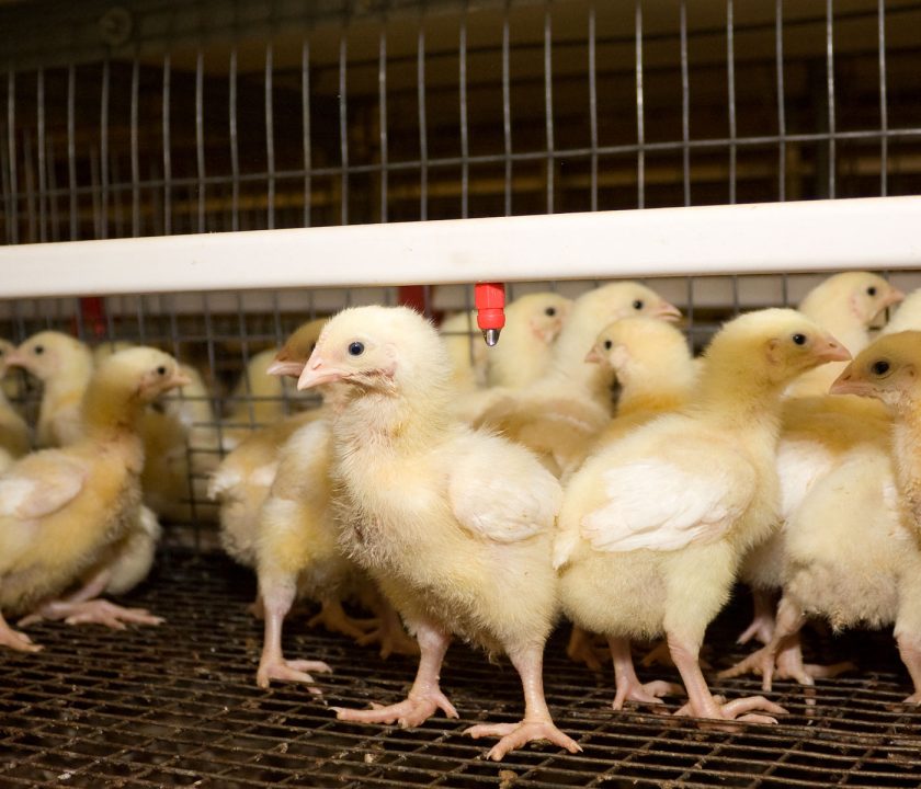 Otros 300.000 pollos fueron sacrificados ante la aparición de un nuevo brote en paises bajos