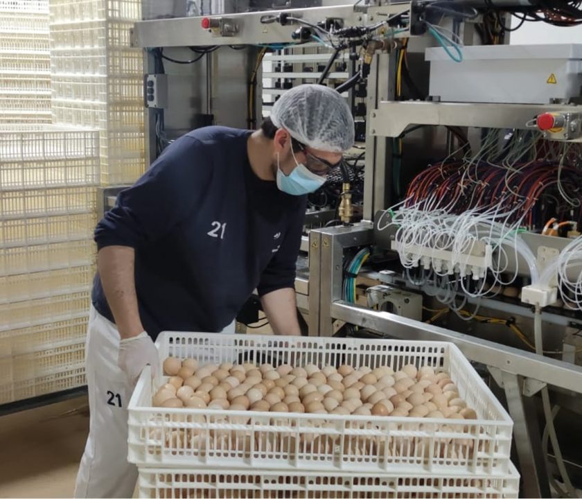 pollitos vacunados en el cascarón - vacunación in ovo