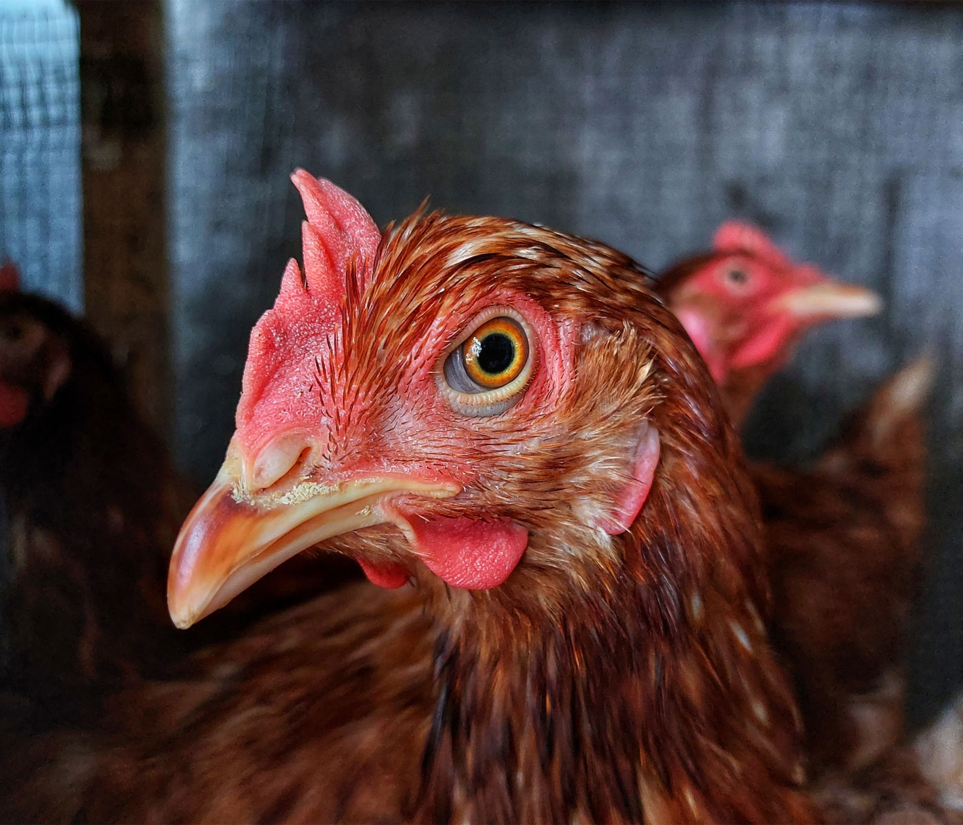 El sector avícola reclama medidas para combatir la gripe aviar...