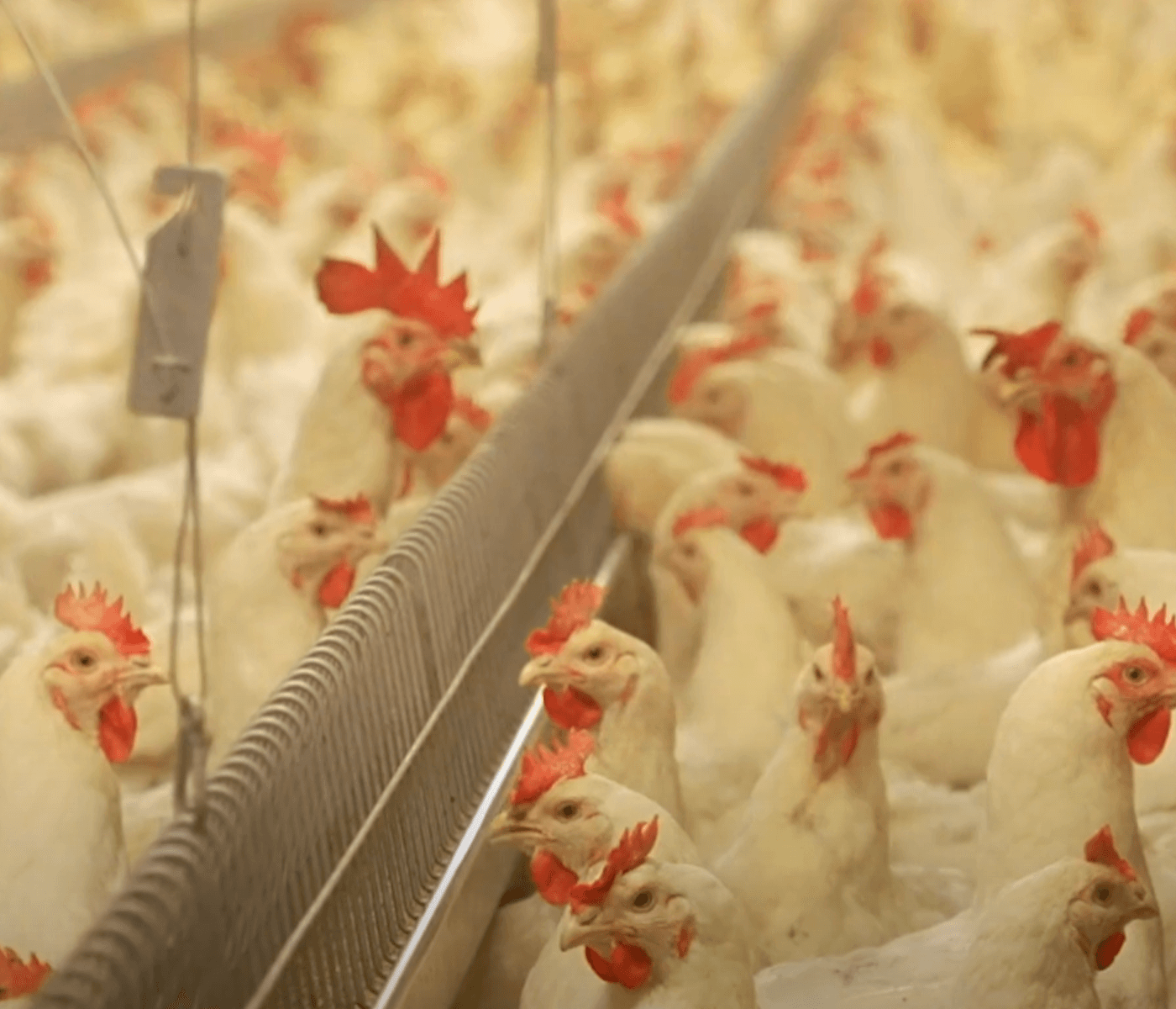 Roxell lanza el sistema de alimentación en cadena Fortena™ para gallinas en período de producción