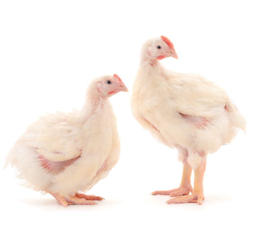 productores de pollo EEUU nueva normativa salmonella