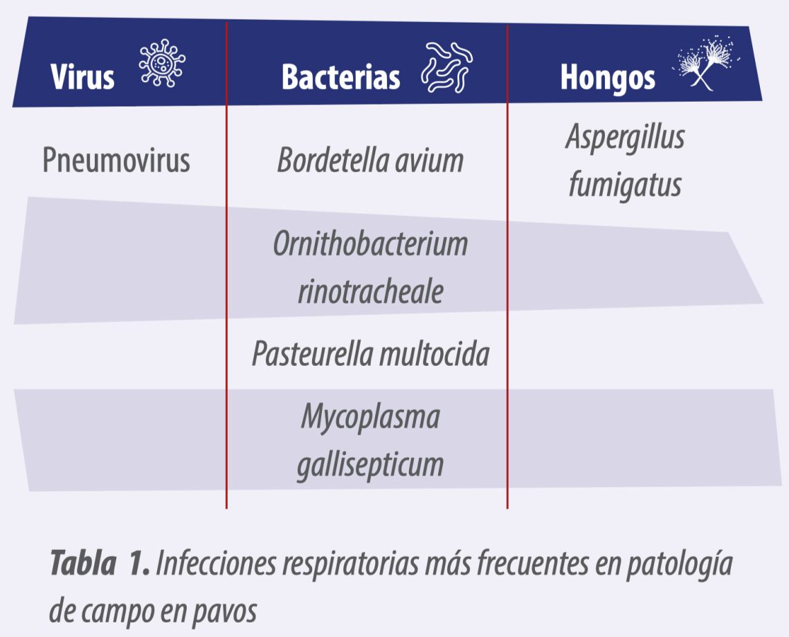 Infecciones Respiratorias Más Frecuentes En Pavo