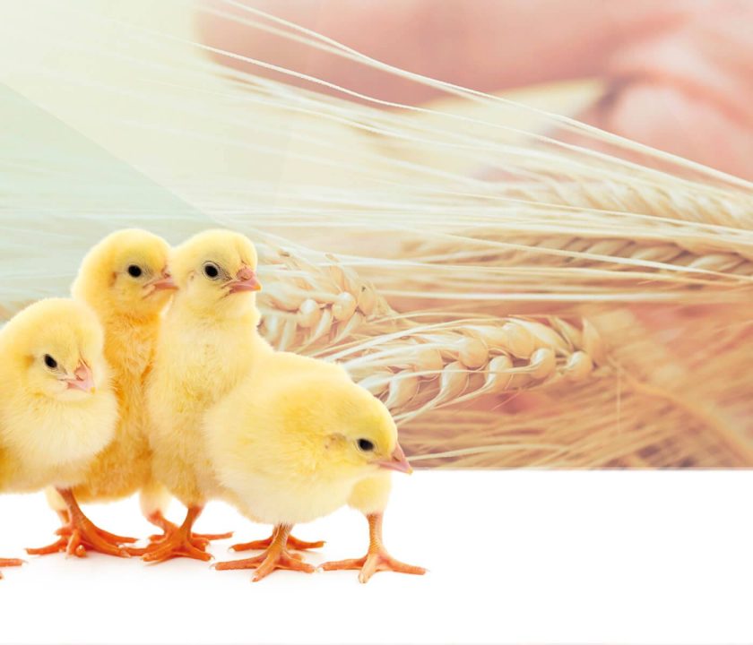 use of whole wheat for broilers