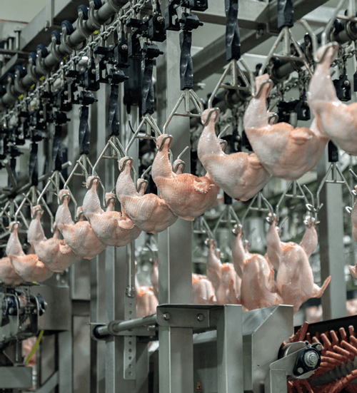 cautela otimista para a produção de frango
