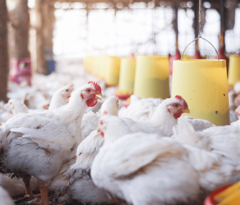 ICP de frango de corte fica praticamente estável