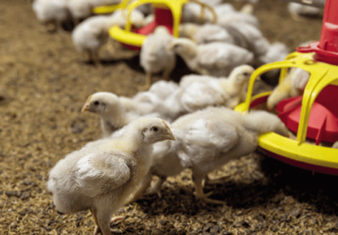 rentabilidade na avicultura