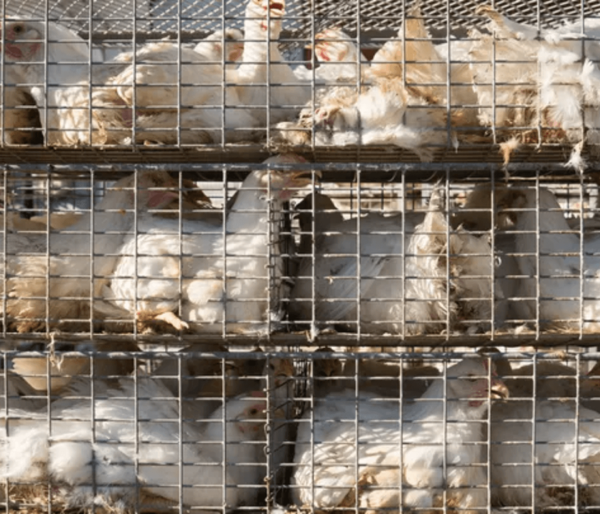 Mudar forma de criação de aves pode evitar propagação da influenza aviária