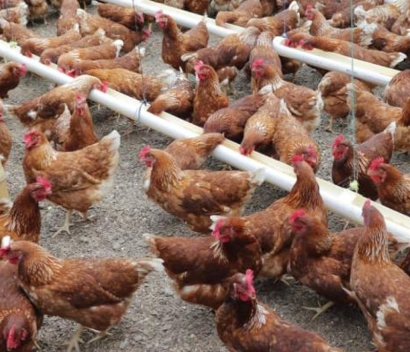 GUATEMALA EN ALERTA ANTE INFLUENZA AVIAR H5N1