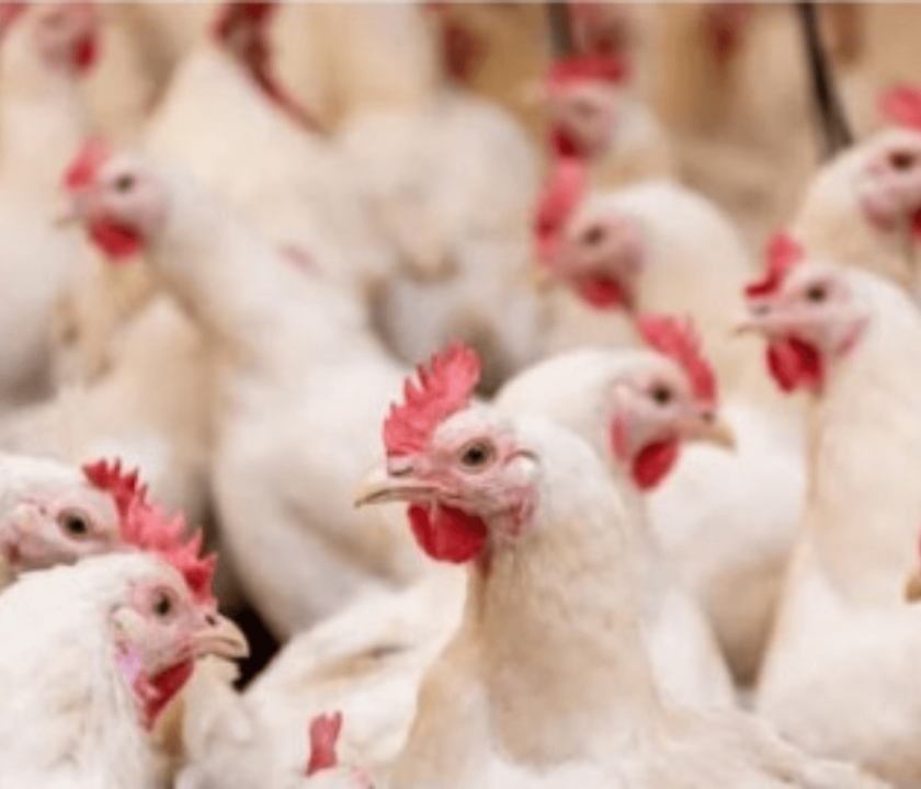 Organização Avícola do RS realiza fórum sobre prevenção a Influenza Aviária