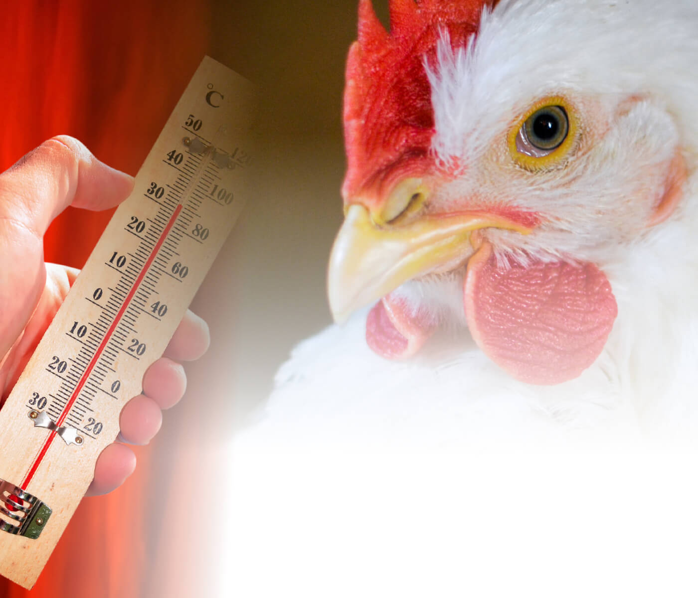 Manejo de frangos de corte em clima quente