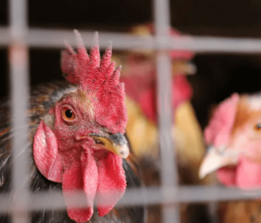 México detecta cepa de gripe aviária perto de fronteira com os EUA