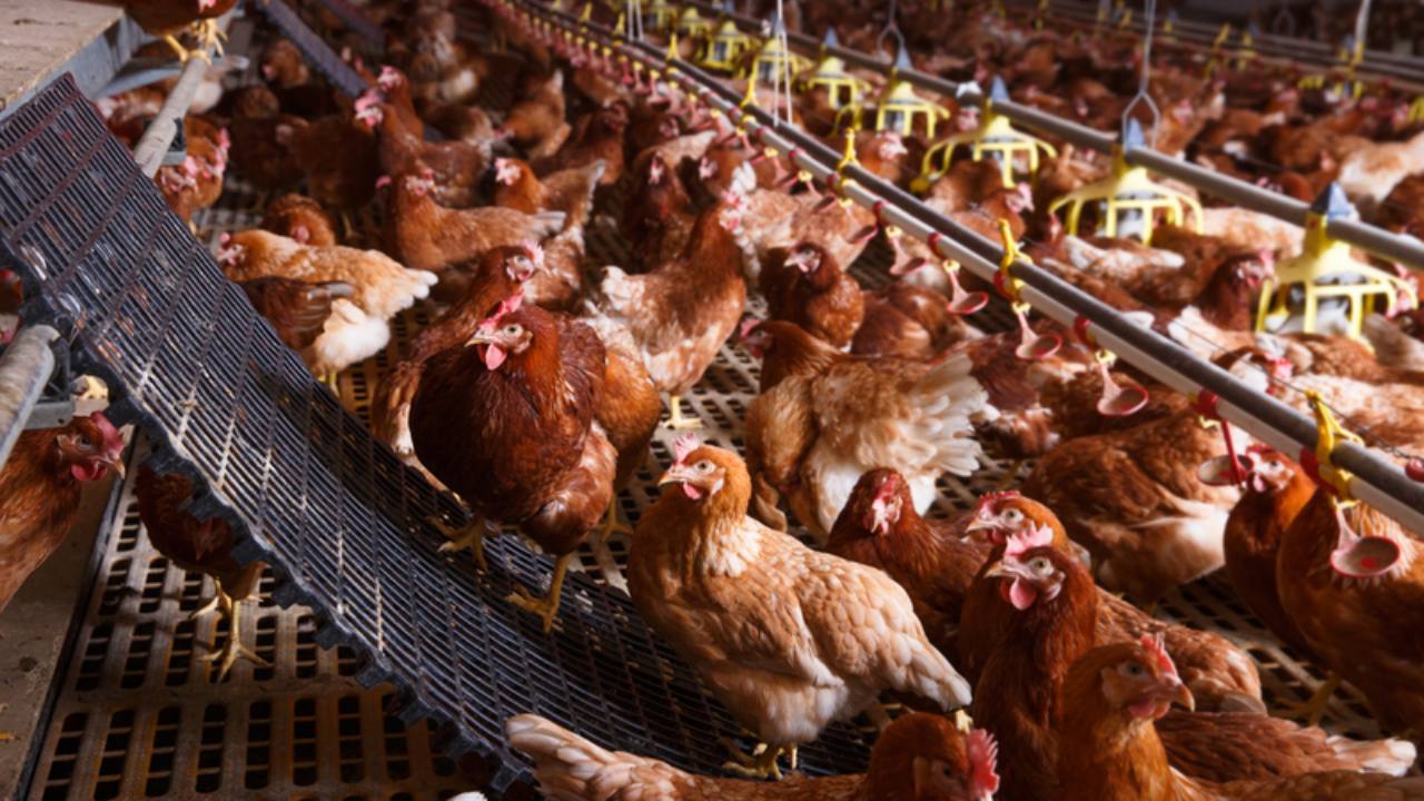 Nebraska to cull 1.8 million birds due to avian influenza