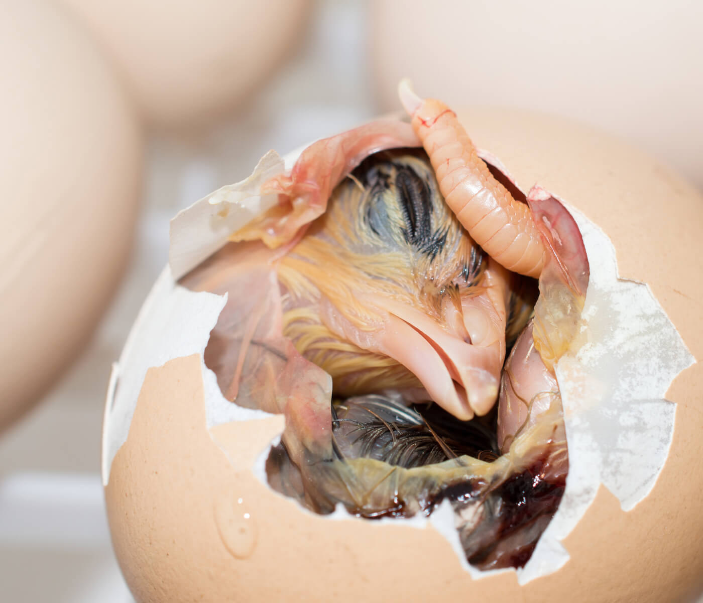 Produção de ovos férteis e a qualidade da casca no desempenho de frangos
